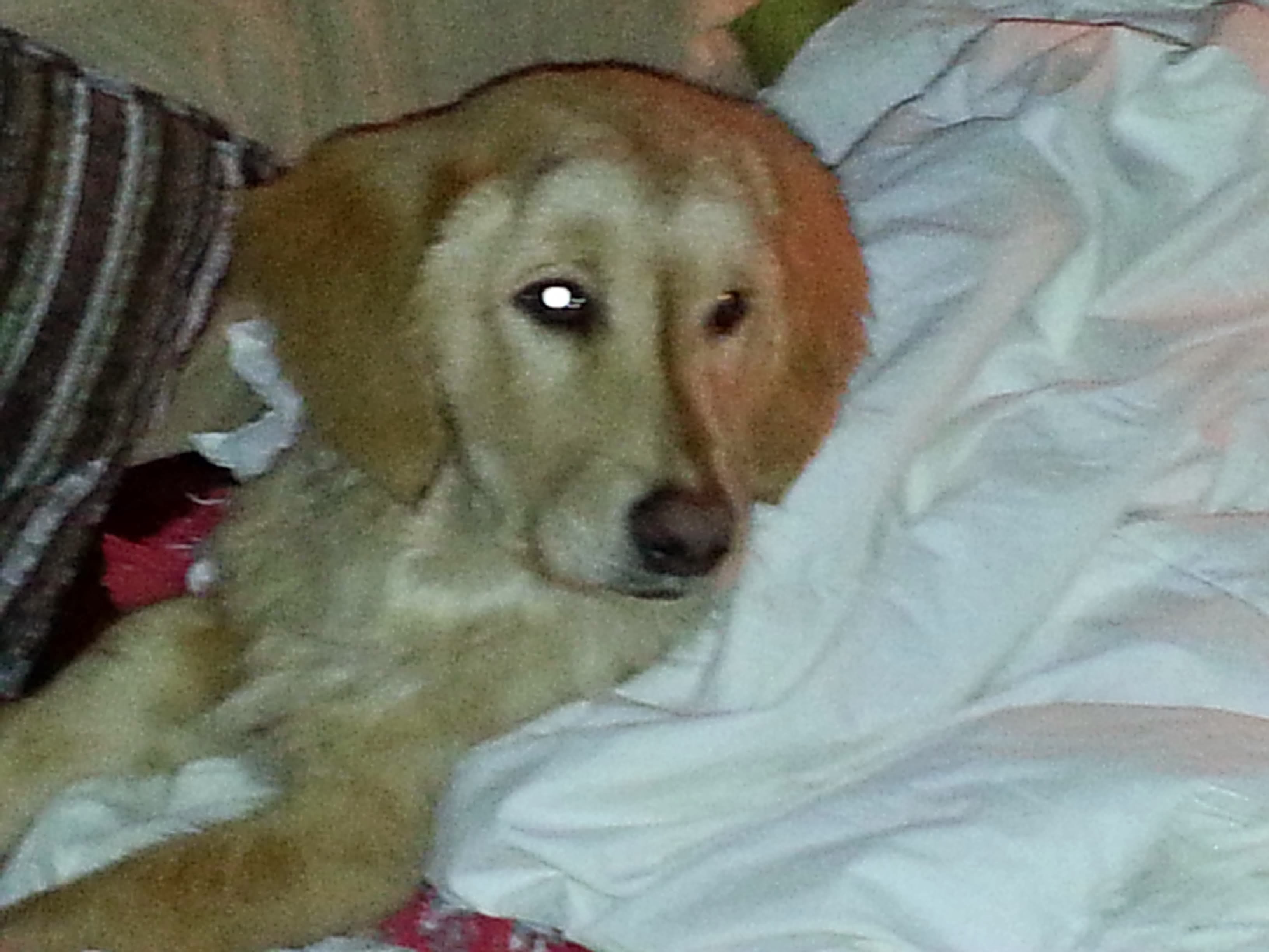 Louie memory