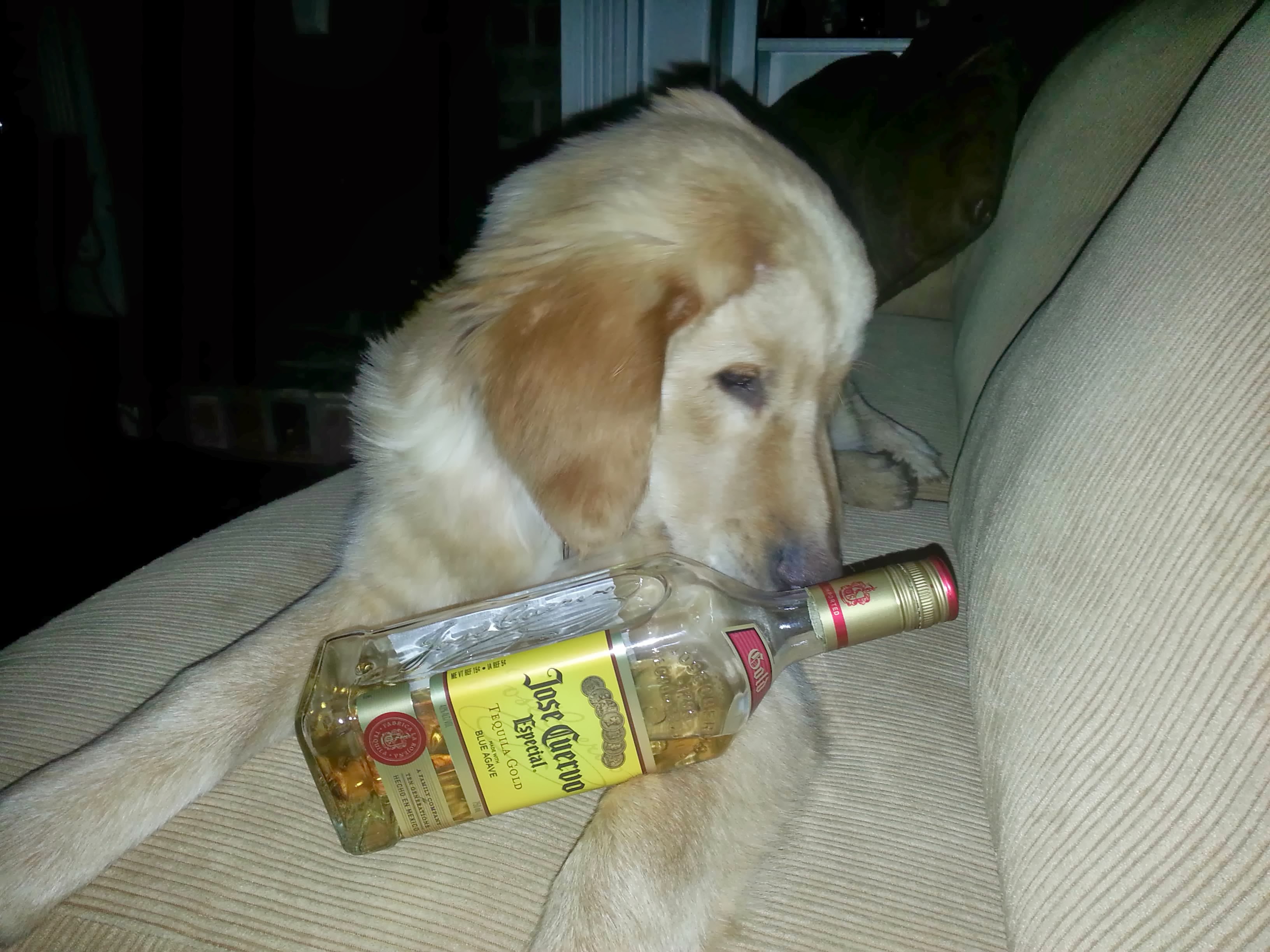 Louie memory
