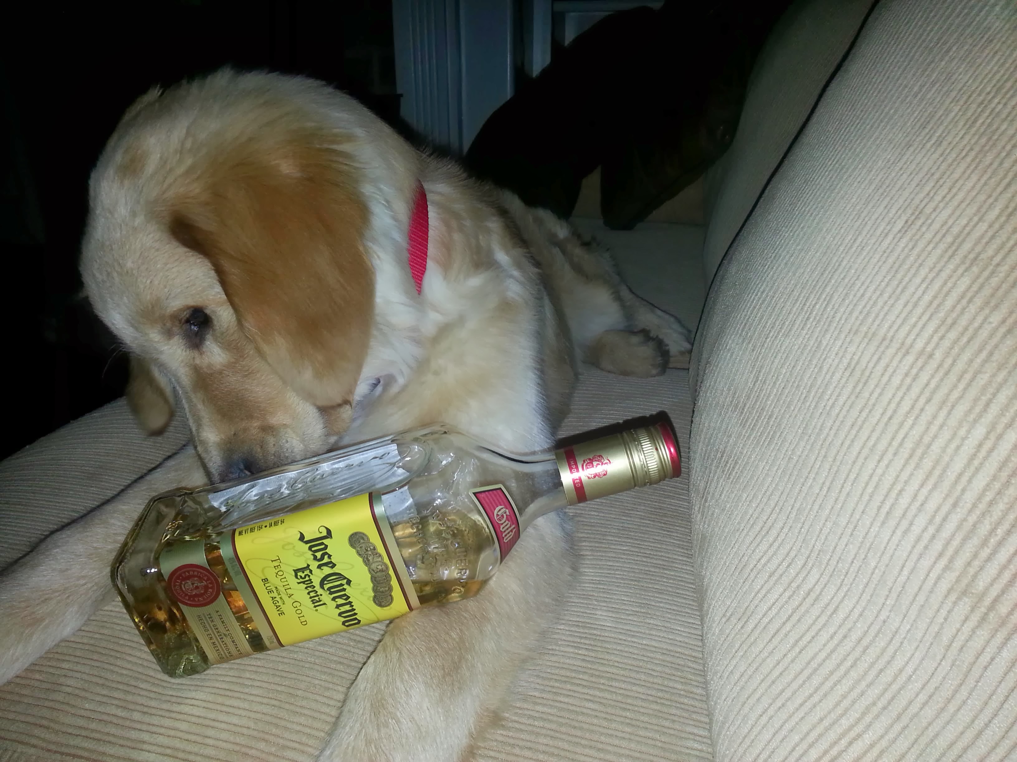 Louie memory